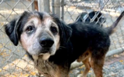 freeway in tagalog|'Scared and Alone' Senior Dog Found on Freeway After Owner.